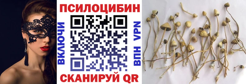 купить  сайты  Нариманов  Псилоцибиновые грибы Psilocybe 